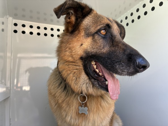 Shelter Stray Male Dog last seen , 957 N Gaffey St, San Pedro, CA 90731, USA