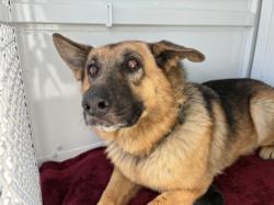Shelter Stray Female Dog last seen , 957 N Gaffey St, San Pedro, CA 90731, USA