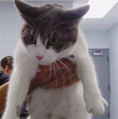 Shelter Stray Female Cat last seen CHARLOTTE, 8315 Byrum Dr, Charlotte, NC 28217, USA