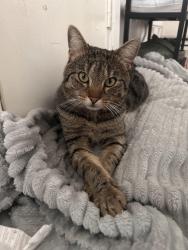 Lost Male Cat last seen N7 8HW, Greater London, England N7 8HW