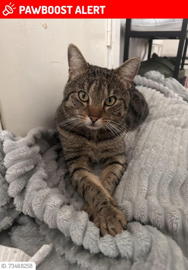 Lost Male Cat last seen N7 8HW, Greater London, England N7 8HW