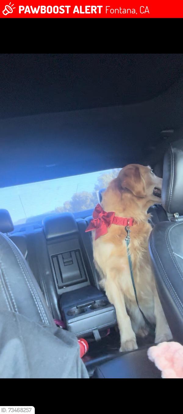 Lost Female Dog last seen Sierra lakes, Fontana, CA 92336