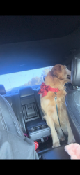 Lost Female Dog last seen Sierra lakes, Fontana, CA 92336