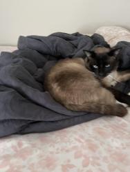 Lost Male Cat last seen Rio grande college, Centerville, OH 45685