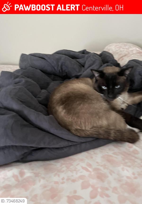 Lost Male Cat last seen Rio grande college, Centerville, OH 45685