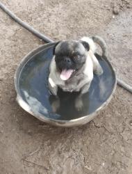 Reunited Female Dog last seen Cibola Heights, Yuma, AZ 85364