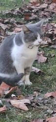 Reunited Male Cat last seen Webster St and Kansas Expressway, Springfield, MO 65802