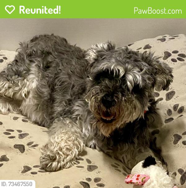Reunited Male Dog last seen North Elm Street and Cornwallis, Greensboro, NC 27405