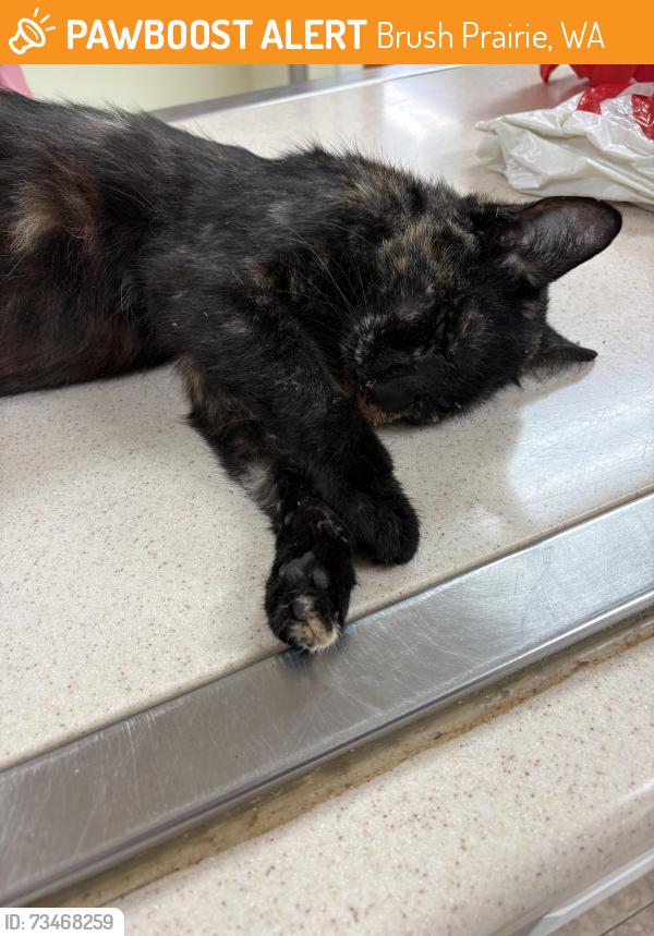 Found/Stray Unknown Cat last seen NE 189th St south side of road just before NE 204th Ave (near The Home Place), Brush Prairie, WA 98606