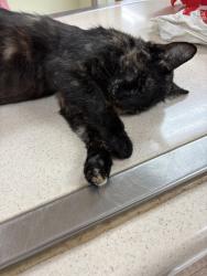 Found/Stray Unknown Cat last seen NE 189th St south side of road just before NE 204th Ave (near The Home Place), Brush Prairie, WA 98606