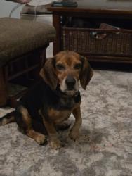 Reunited Male Dog last seen Sliding Rock Rd and hwy 11, Pickens County, SC 29671