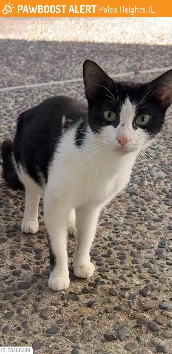 Found/Stray Unknown Cat last seen 127th and Harlem, Palos Heights, IL 60463