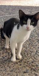 Found/Stray Unknown Cat last seen 127th and Harlem, Palos Heights, IL 60463