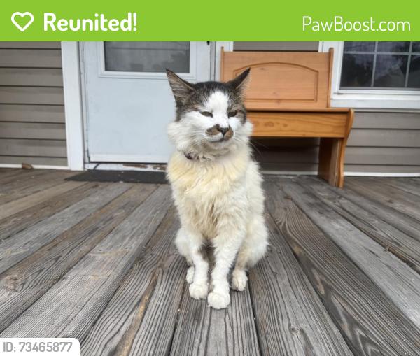 Reunited Unknown Cat last seen Across the street from the District at West Market, Greensboro, NC 27401