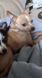 Lost Male Dog last seen Near W North Temple, Salt Lake City, UT 84116