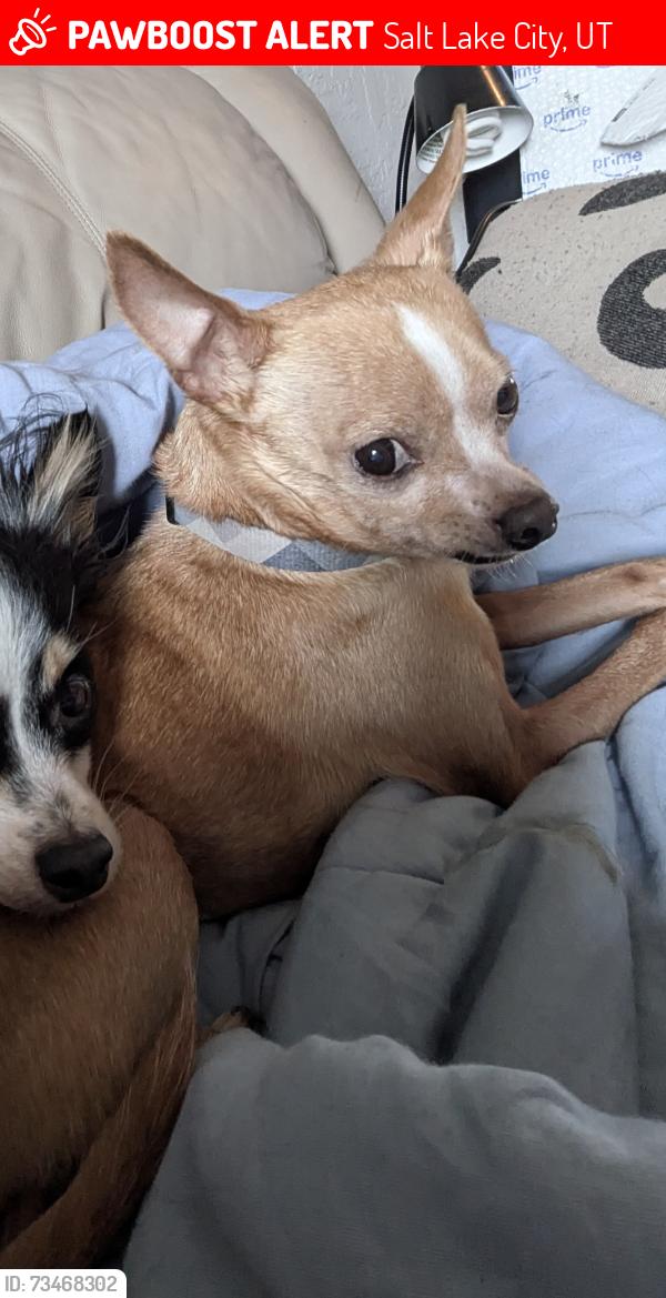 Lost Male Dog last seen Near W North Temple, Salt Lake City, UT 84116