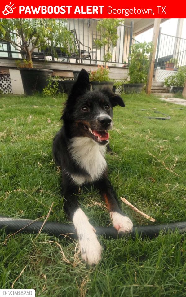 Lost Female Dog last seen promontory point trail, Georgetown, TX 78665