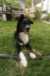 Lost Female Dog last seen promontory point trail, Georgetown, TX 78665