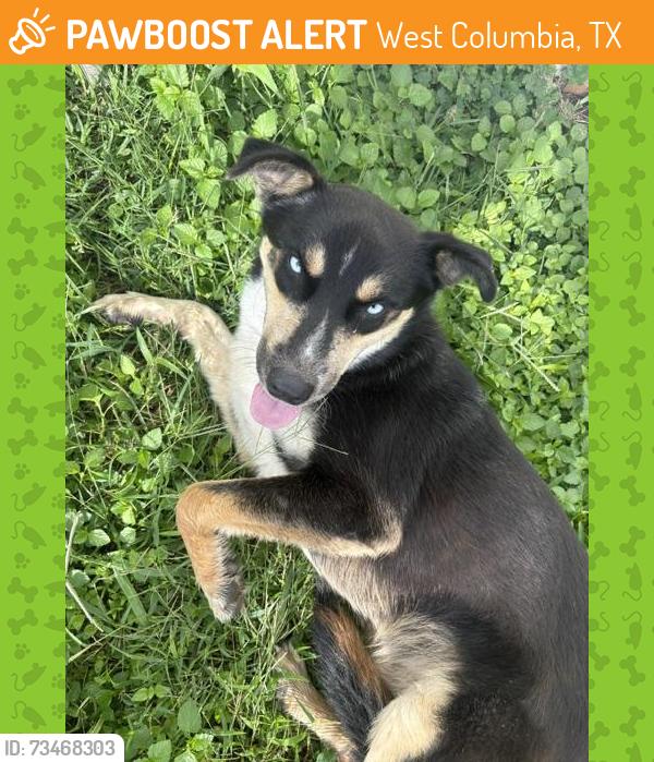 Found/Stray Male Dog last seen Texaco street West columbia Elementary, West Columbia, TX 77486