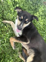 Found/Stray Male Dog last seen Texaco street West columbia Elementary, West Columbia, TX 77486