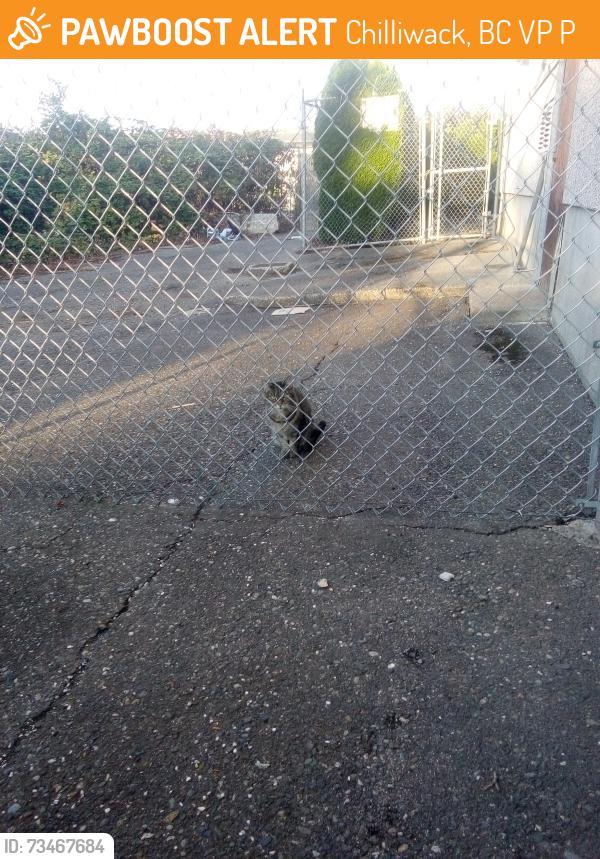Found/Stray Unknown Cat last seen Near Yale Road, Chilliwack, BC V2P 2P6