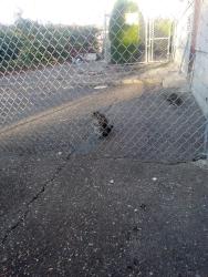 Found/Stray Unknown Cat last seen Near Yale Road, Chilliwack, BC V2P 2P6