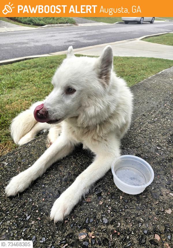 Found/Stray Unknown Dog last seen Small airport, Augusta, GA 30904