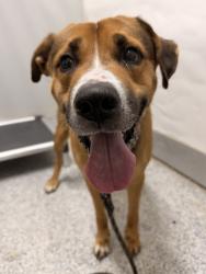 Shelter Stray Male Dog last seen Near Spring Town St, Zone 2, TX, 8755 Farm to Market 1516, Converse, TX 78109, USA