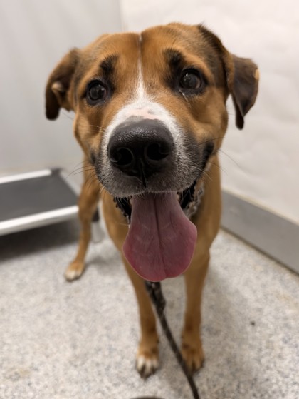 Shelter Stray Male Dog last seen Near Spring Town St, Zone 2, TX, 8755 Farm to Market 1516, Converse, TX 78109, USA