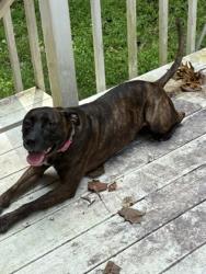 Shelter Stray Female Dog last seen Near Waterford Rd Nw, Atlanta, GA, 1251 Fulton Industrial Blvd NW, Atlanta, GA 30336, USA