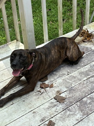 Shelter Stray Female Dog last seen Near Waterford Rd Nw, Atlanta, GA, 1251 Fulton Industrial Blvd NW, Atlanta, GA 30336, USA