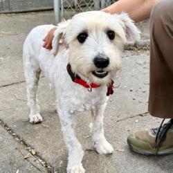 Shelter Stray Male Dog last seen , , CA, 1101 29th Ave, Oakland, CA 94601, USA
