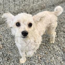 Shelter Stray Male Dog last seen Near 62nd Ave, Oakland, CA, 1101 29th Ave, Oakland, CA 94601, USA