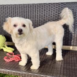 Shelter Stray Female Dog last seen E 29th St and 14th Ave, Oakland, CA, 1101 29th Ave, Oakland, CA 94601, USA