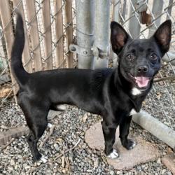 Shelter Stray Male Dog last seen 24th Ave on Foothill, Oakland, CA, 1101 29th Ave, Oakland, CA 94601, USA