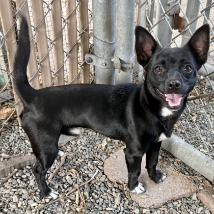 Shelter Stray Male Dog last seen 24th Ave on Foothill, Oakland, CA, 1101 29th Ave, Oakland, CA 94601, USA