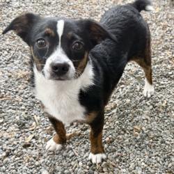 Shelter Stray Female Dog last seen Near Castlewood St, Oakland, CA, 1101 29th Ave, Oakland, CA 94601, USA