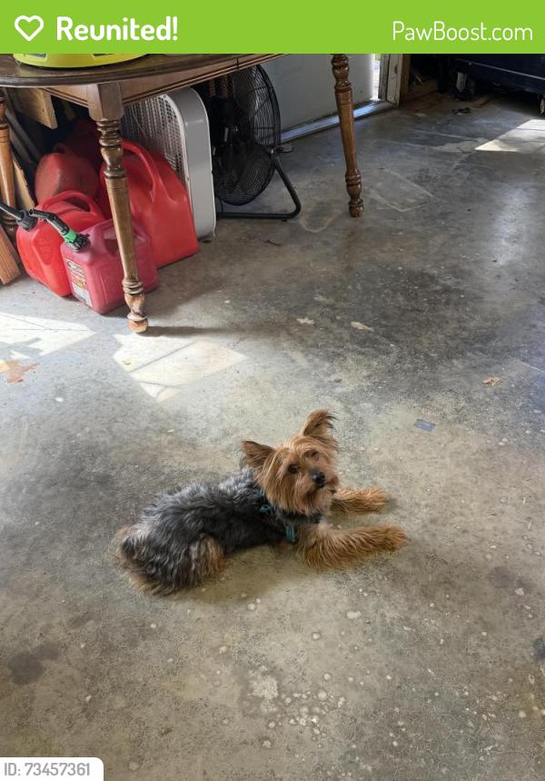Reunited Male Dog last seen Tower Road and Muirs Chapel, Greensboro, NC 27410