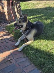Found/Stray Male Dog last seen Near country club, San Bernardino, CA 92404