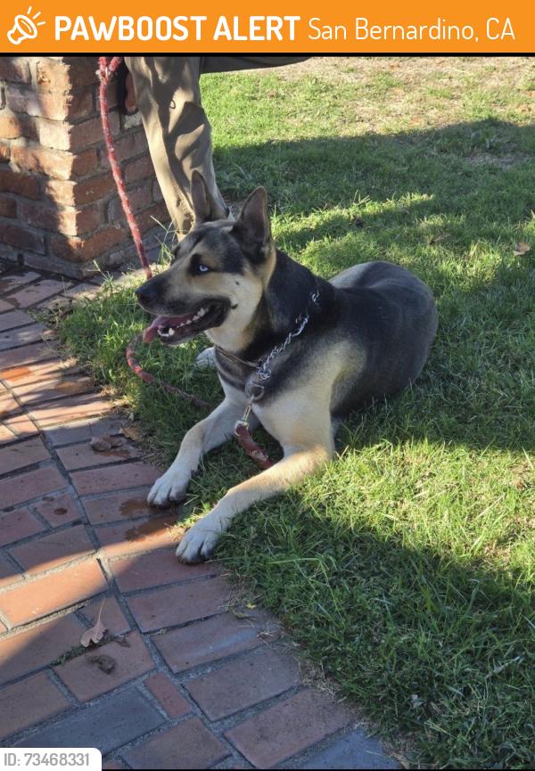 Found/Stray Male Dog last seen Near country club, San Bernardino, CA 92404