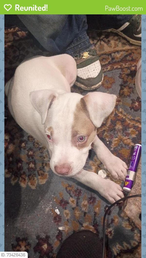 Reunited Male Dog last seen Flora and alt 19, Holiday, FL 34691