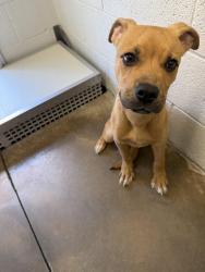 Found/Stray Male Dog last seen Near Knight Lake Dr, Oklahoma City, OK 73132