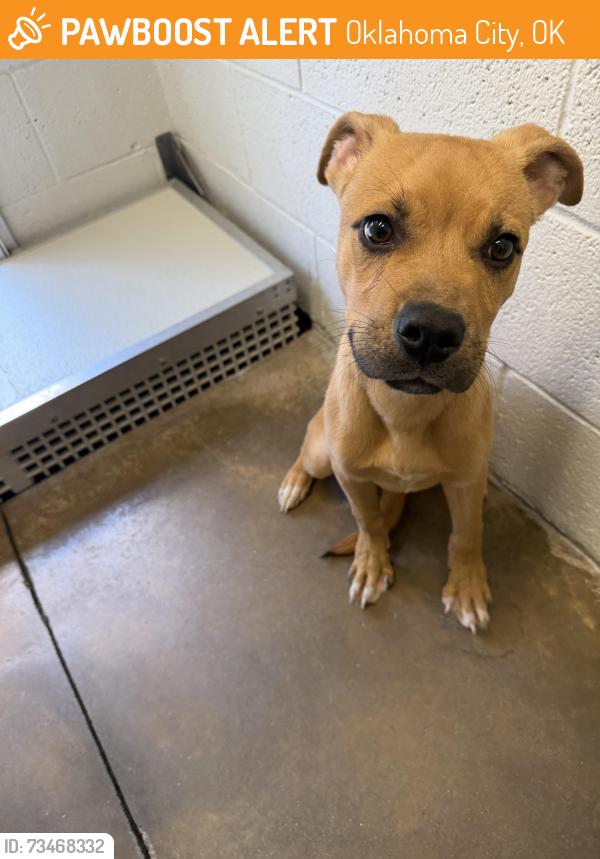 Found/Stray Male Dog last seen Near Knight Lake Dr, Oklahoma City, OK 73132