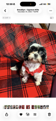 Lost Female Dog last seen Danforth, Brooklyn, NY 11208