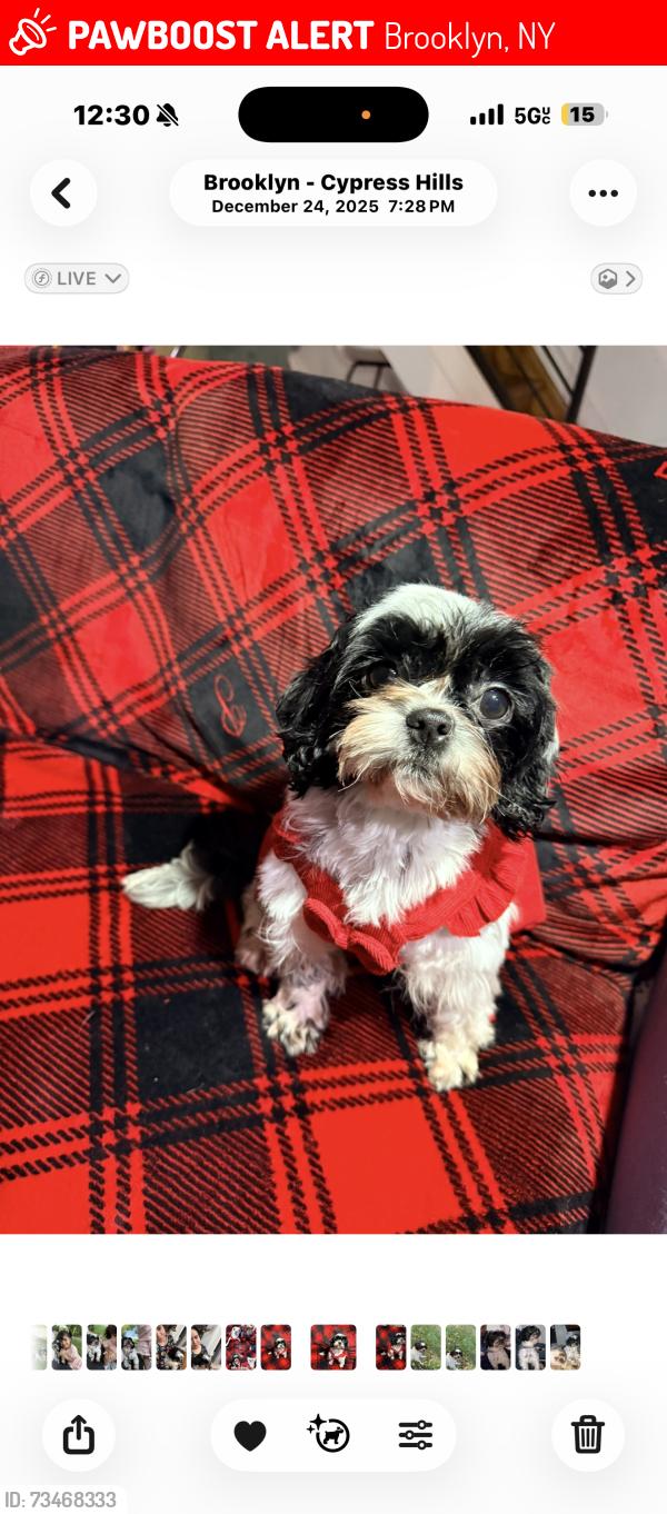 Lost Female Dog last seen Danforth, Brooklyn, NY 11208
