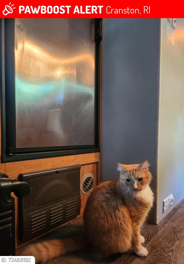 Lost Male Cat last seen Beachmont Ave, Cranston, RI 02905