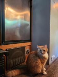 Lost Male Cat last seen Beachmont Ave, Cranston, RI 02905