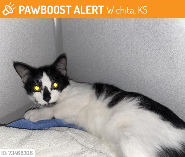 Found/Stray Female Cat last seen 1st and Quentin, Wichita, KS 67208