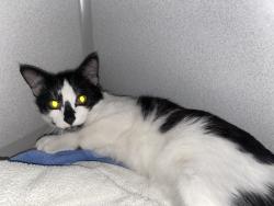 Found/Stray Female Cat last seen 1st and Quentin, Wichita, KS 67208
