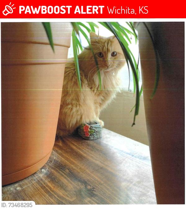 Lost Male Cat last seen HARRY AND SENECA, Wichita, KS 67203